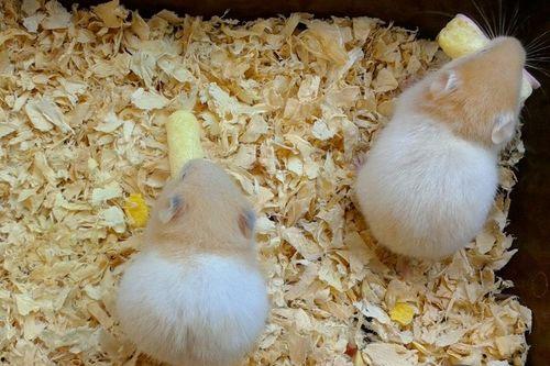 树下吃瓜的仓鼠视频大全,仓鼠树下吃瓜视频大盘点