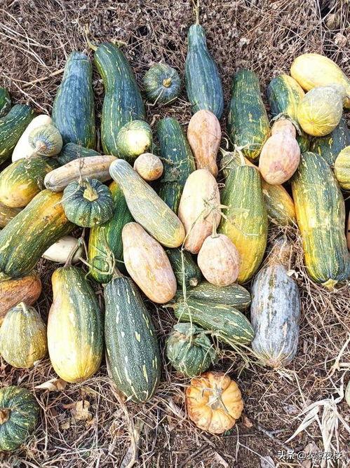 吃瓜能多吃吗有营养吗视频,吃瓜过多影响健康？揭秘瓜果的营养与适量食用之道