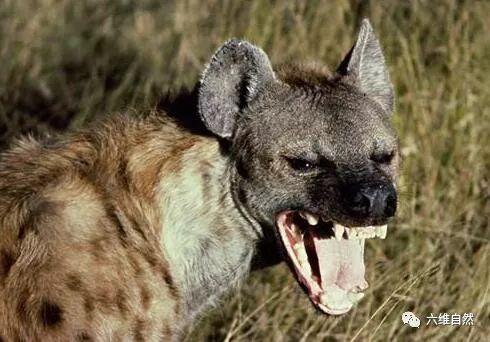 鬣狗吃瓜视频大全,鬣狗吃瓜视频大全趣味盘点