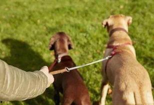 带你吃瓜讲解遛狗视频大全,视频大全精彩呈现