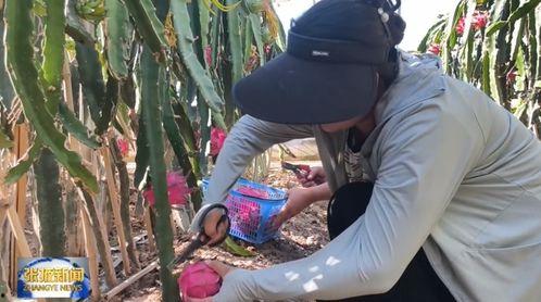 甘肃张掖吃瓜事件视频最新,一场引发热议的街头美食奇观