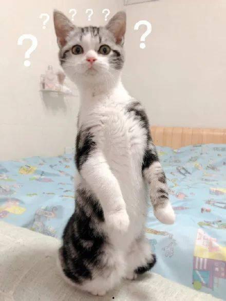 猫在线吃瓜视频,一起围观猫咪在线吃瓜视频