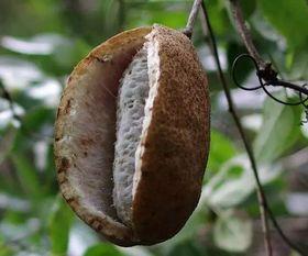 吃八月瓜视频搞笑,笑果连连的欢乐食旅