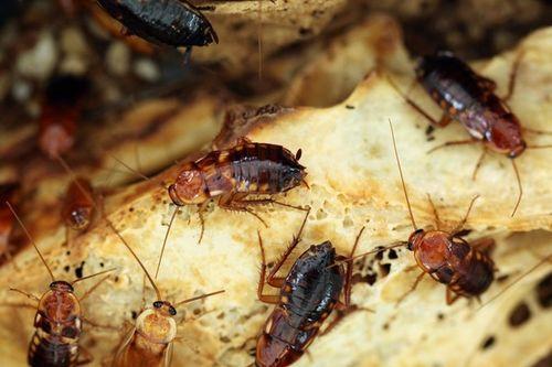 带你吃瓜大蟑螂视频播放